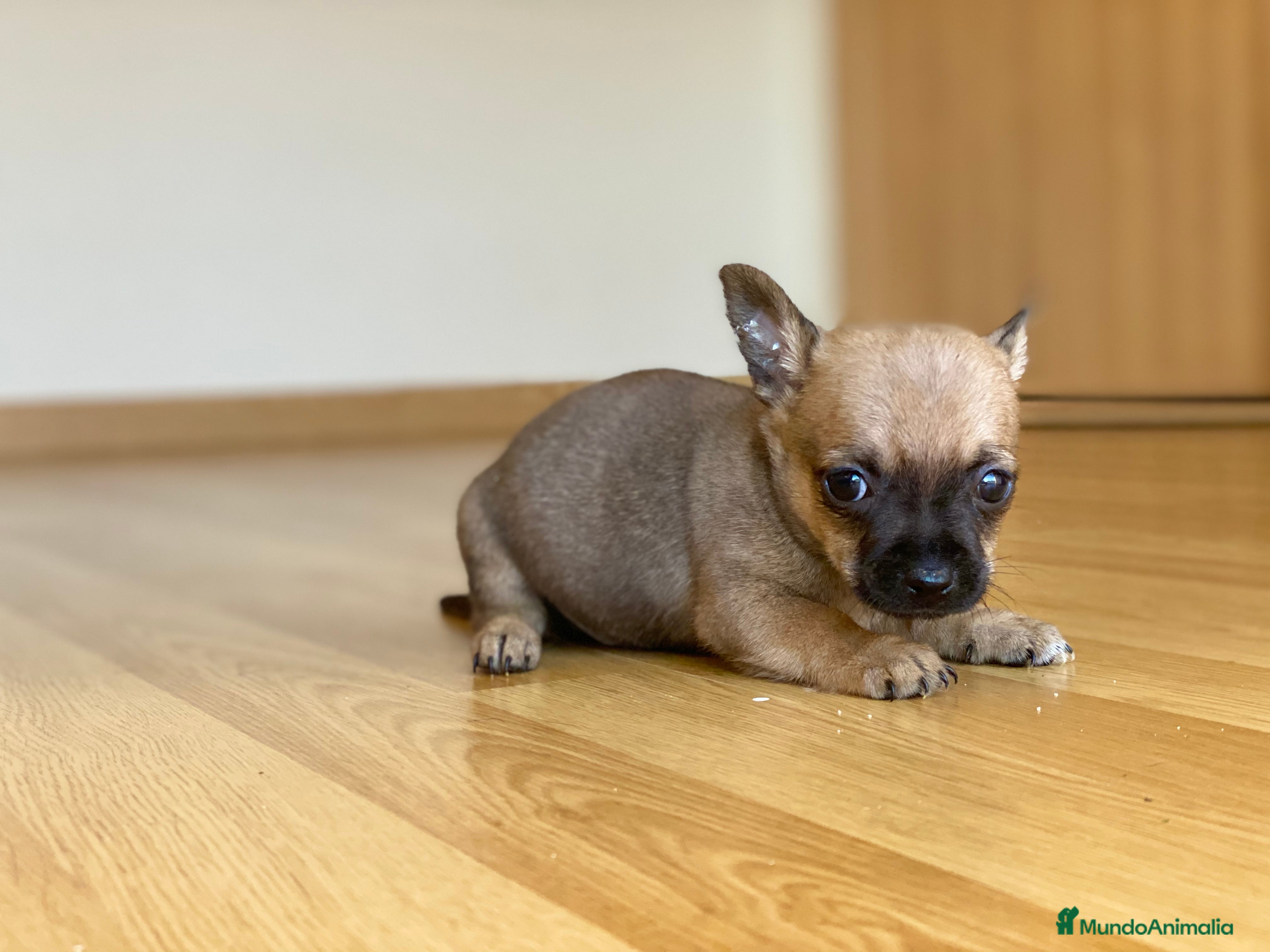 Chihuahua perros Chihuahua puppy  en Ciudad Real - Anuncio 2