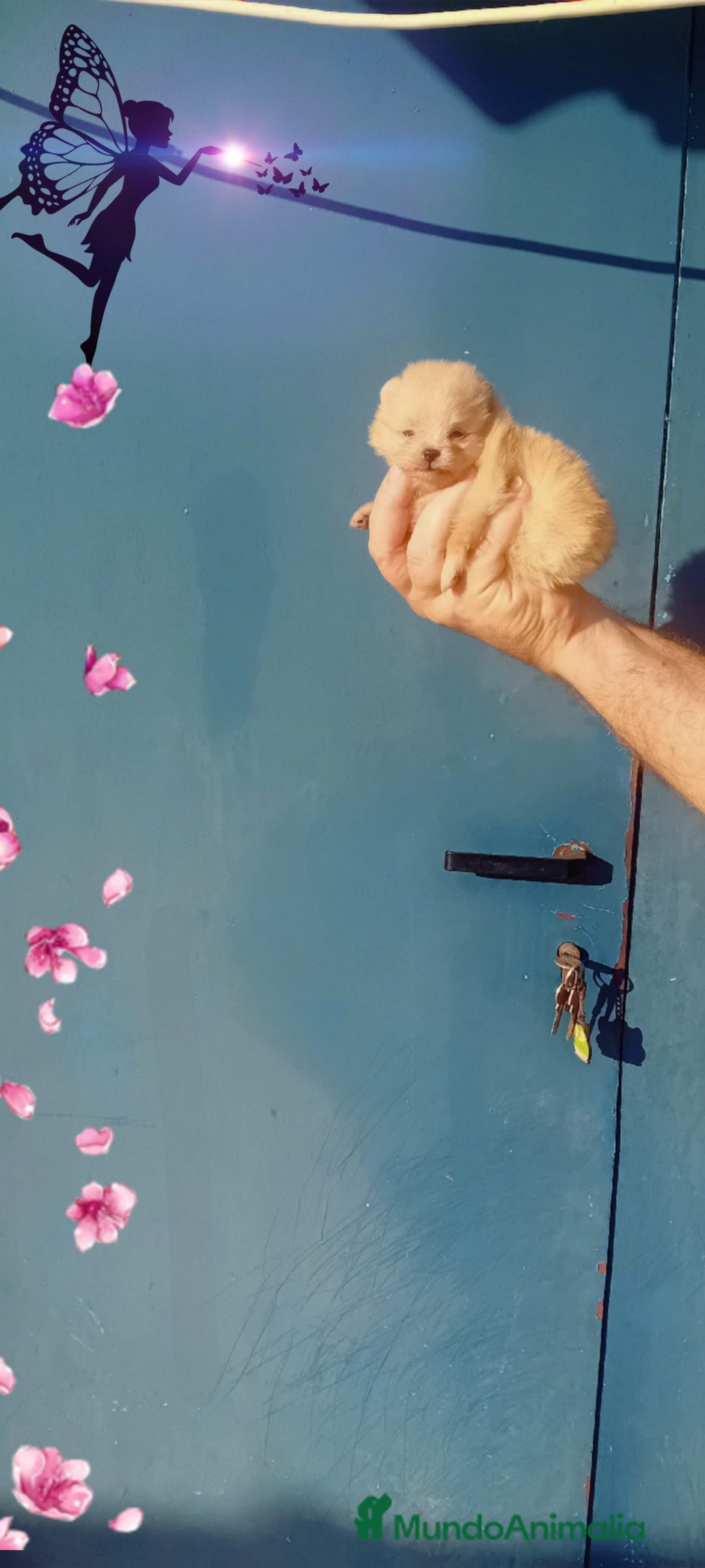 Pomerania perros en venta: Preciosos cachorros de pomerania boo - Imagen 3