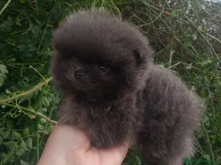 Pomerania perros Pomera en el macho azul sólido - Anuncio 2
