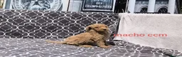 Caniche Gigante perros en venta: Caniches gigantes  - Anuncio 13
