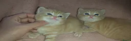 Británico de Pelo Corto gatos en venta: Gatitos britanicos red tabby - Anuncio 5
