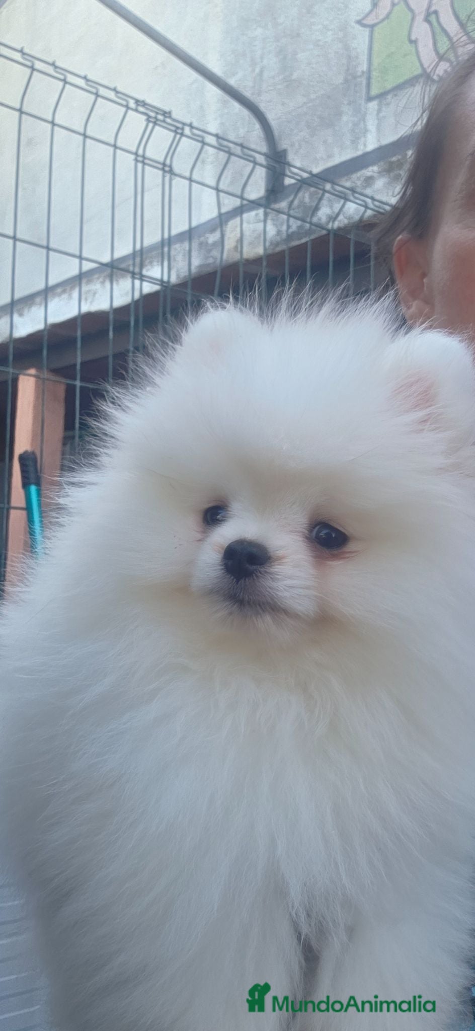 Pomerania perros Pomerania Cachorros Toy Línea Americana - Anuncio 1