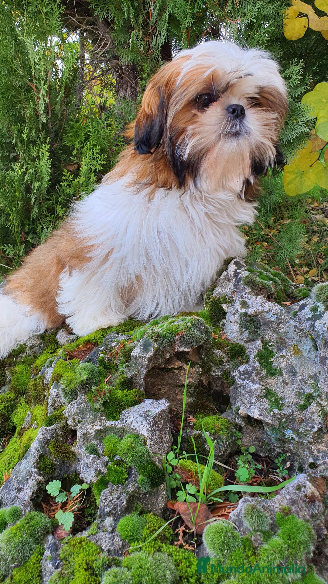 Shih Tzu perros en venta: Shih Tzu Macho 5 meses disponible  - Imagen 3
