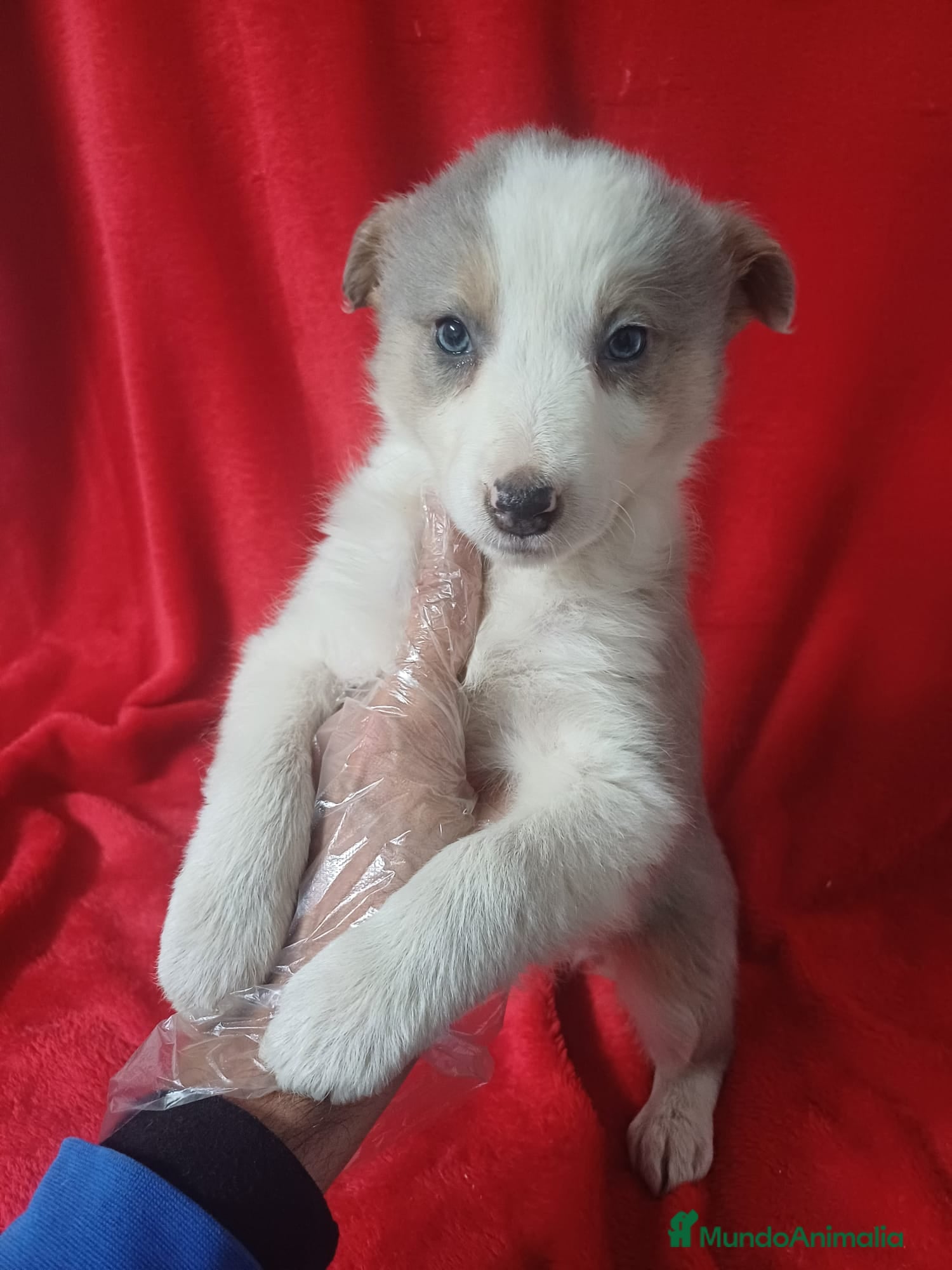 Border Collie perros Border Collie Gris - Anuncio 1