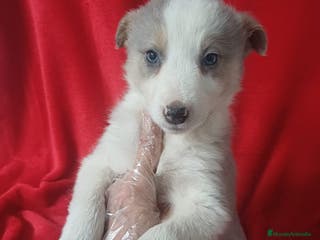 Border Collie perros Border Collie Gris - Anuncio 15