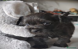 Raza Mixta perros en venta: Cachorro  - Anuncio 3