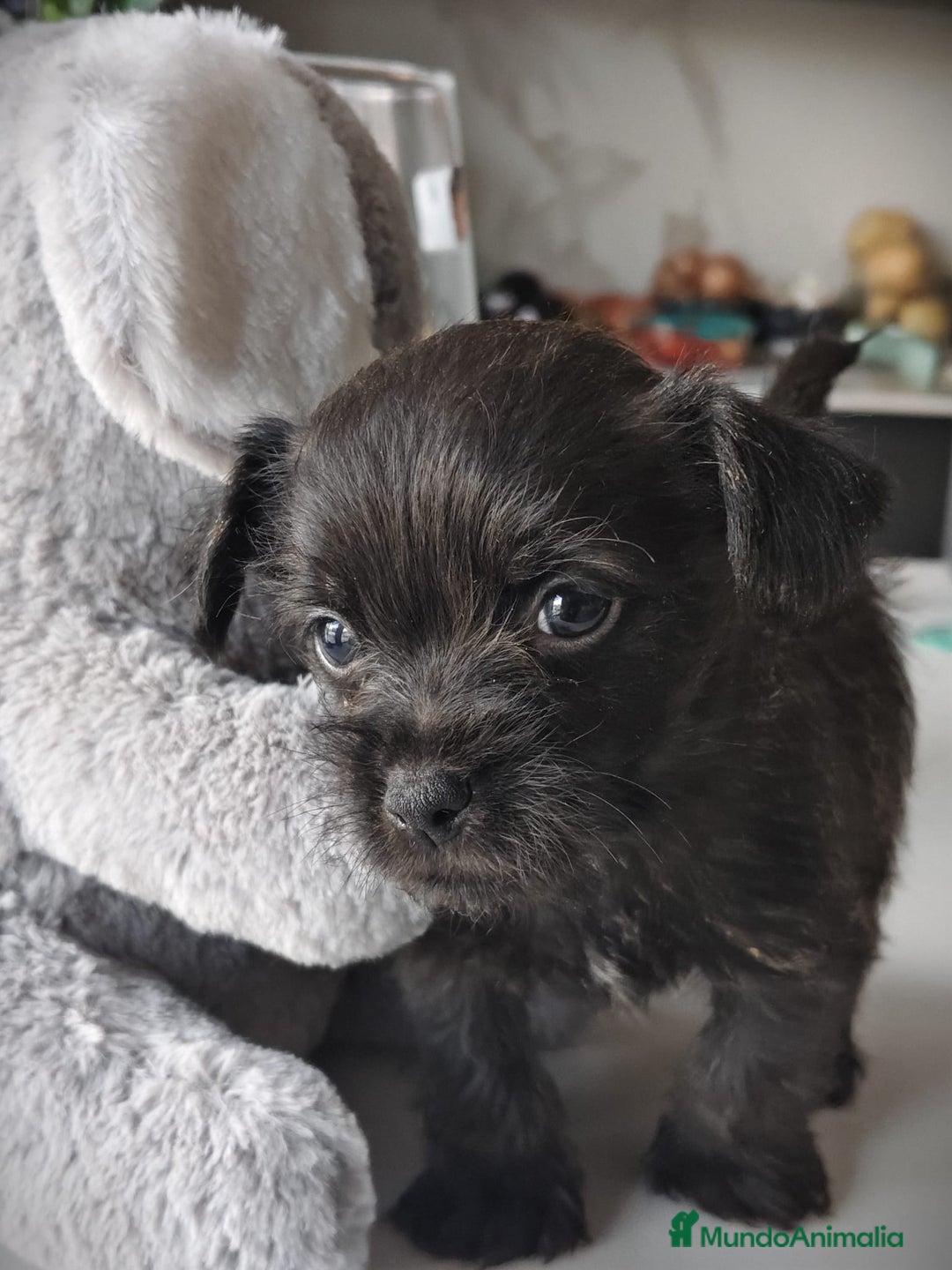 Raza Mixta perros en venta: Cachorro  - Anuncio 3