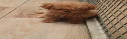 Caniche Toy perros en venta: Caniche toy - Anuncio 4