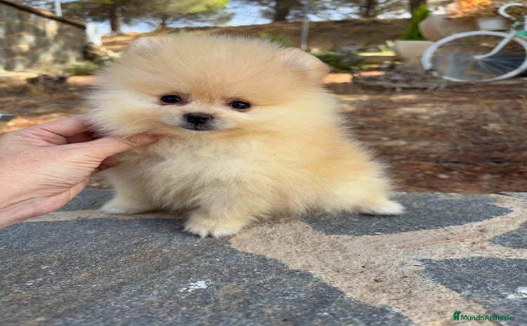 Pomerania perros - Anuncio 14