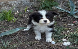 Border Collie perros en venta: 🐾 CACHORROS BORDER COLLIE DE ALTA CALIDAD 🐾 - Anuncio 5