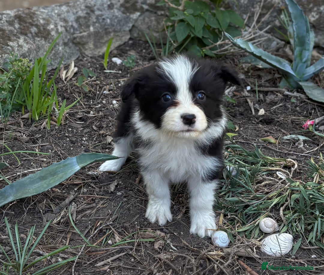 Border Collie perros en venta: 🐾 CACHORROS BORDER COLLIE DE ALTA CALIDAD 🐾 - Anuncio 5