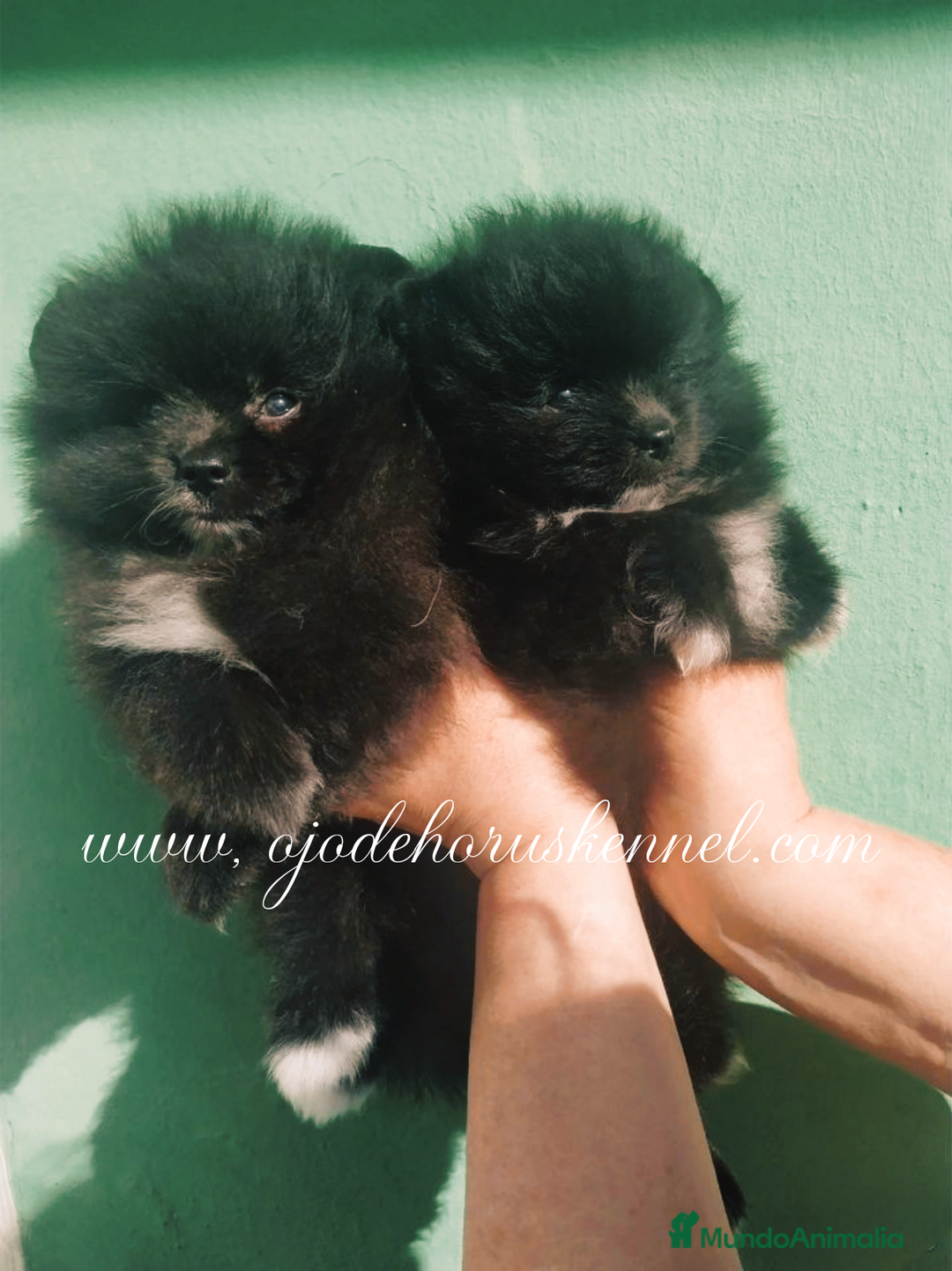 Pomerania perros en venta: Macho pomerania toy - Imagen 2