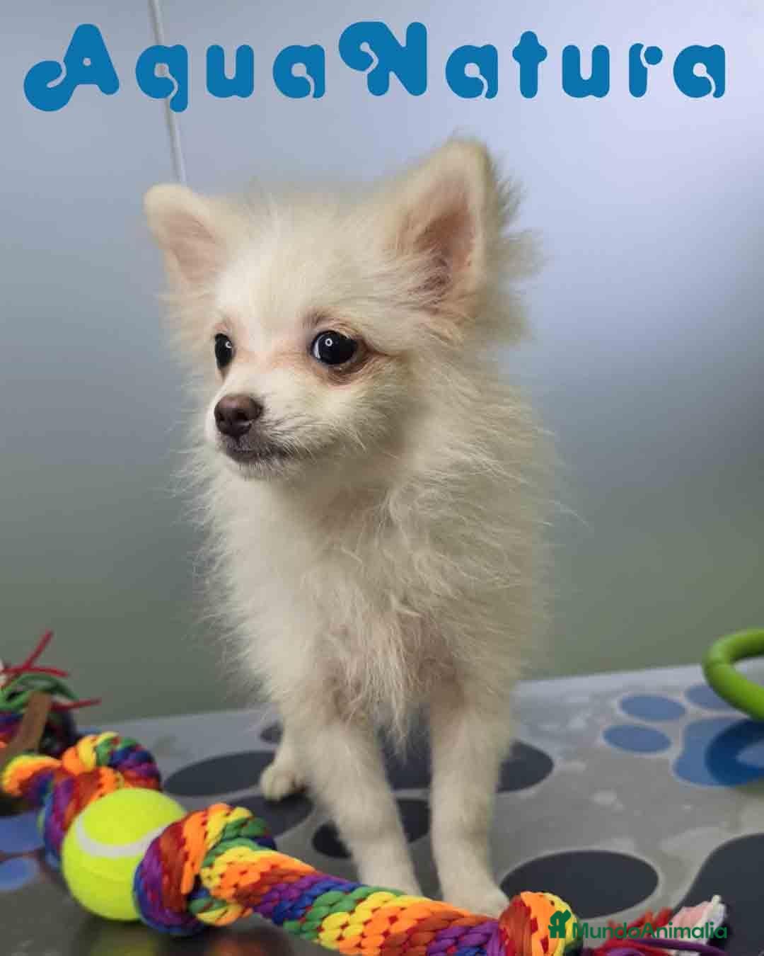 Pomerania perros en venta: Pomerania Hembra 8296 AQUANATURA - Anuncio 2