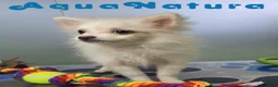 Pomerania perros en venta: Pomerania Hembra 8296 AQUANATURA - Anuncio 1