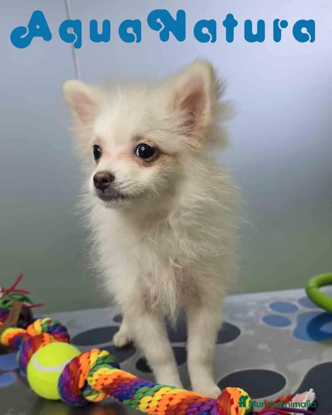 Pomerania perros en venta: Pomerania Hembra 8296 AQUANATURA - Anuncio 1