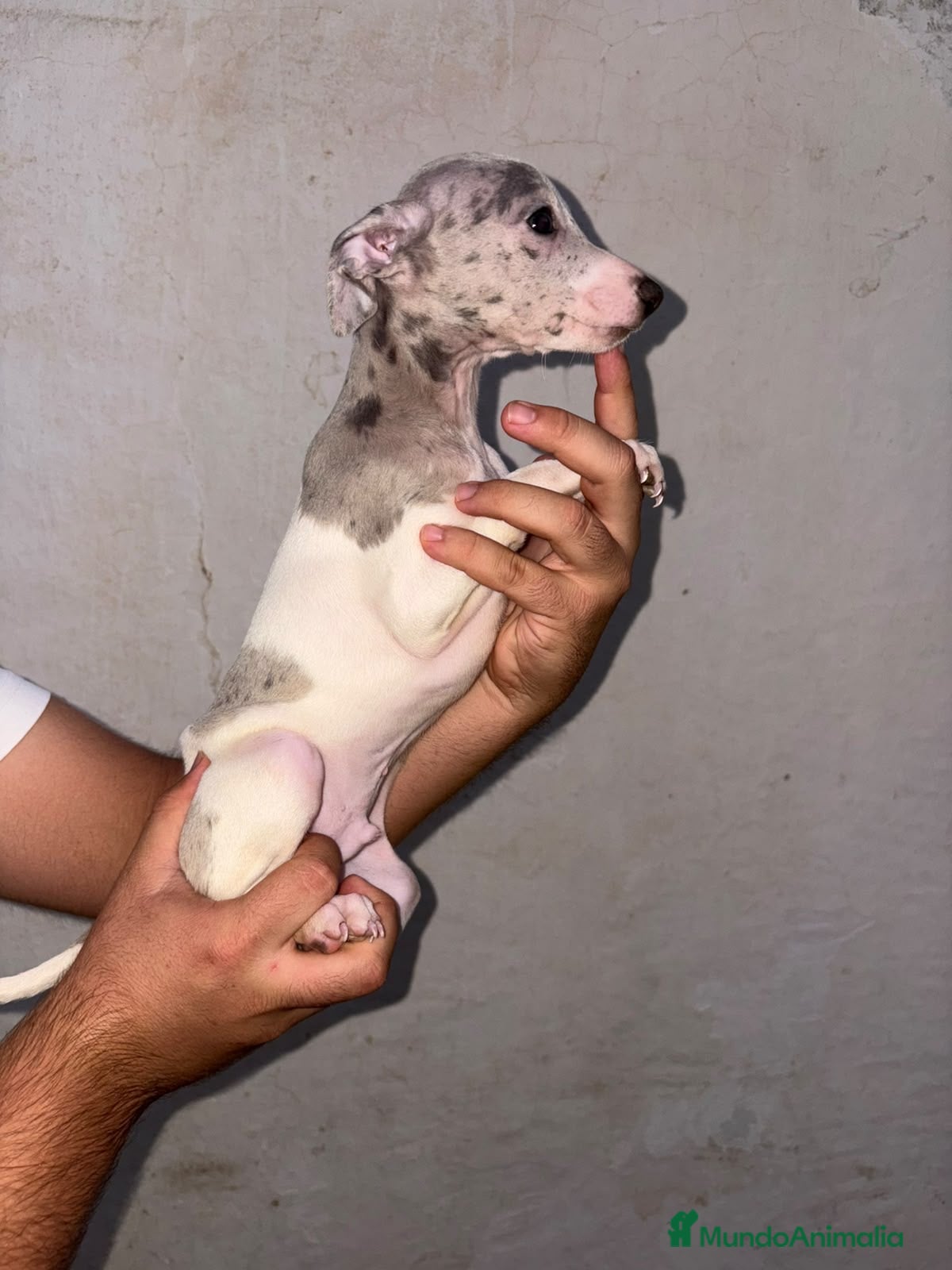 Pequeño Lebrel Italiano perros Cachorros de Pequeño Lebrel Italiano  - Anuncio 4