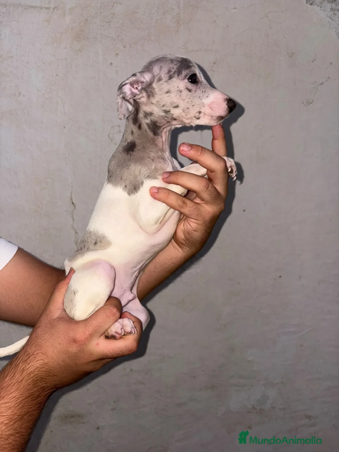 Pequeño Lebrel Italiano perros en venta: Cachorros de Pequeño Lebrel Italiano  - Anuncio 1