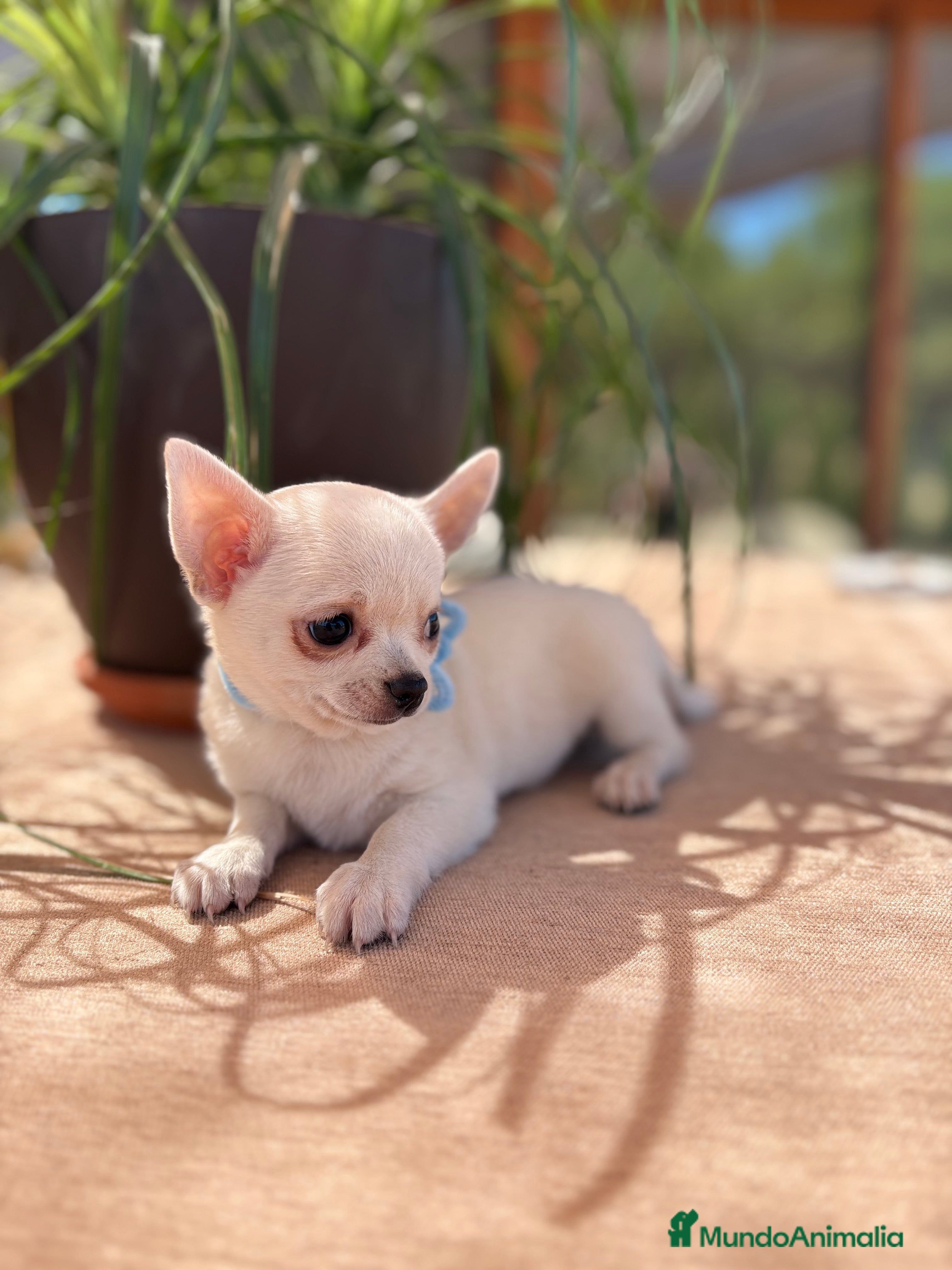 Chihuahua perros Chihuahua blanco toy - Anuncio 21