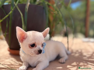 Chihuahua perros Chihuahua blanco toy - Anuncio 5