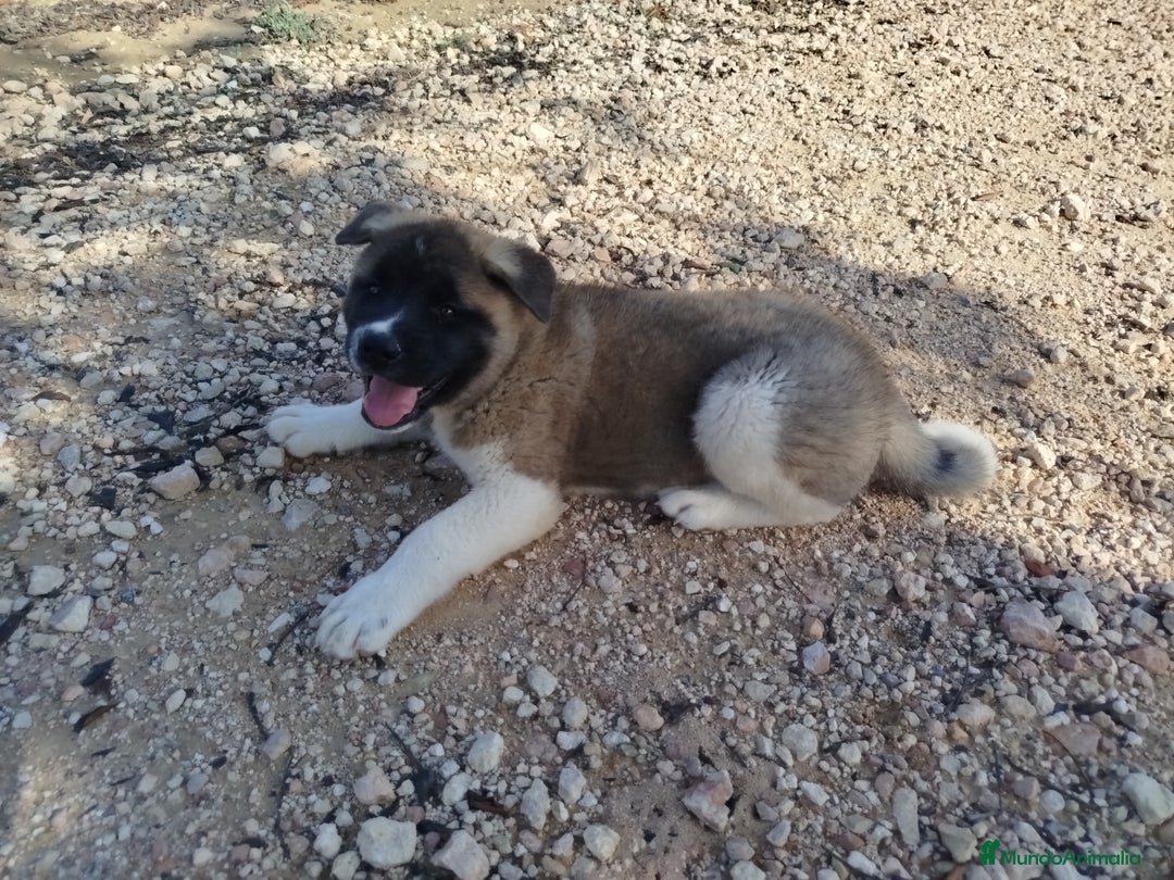 Akita Americano perros en venta: Akita americano hembra  en Alicante - Imagen 2