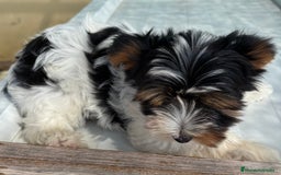 Biewer Yorkshire Terrier a la Pom Pon perros en venta: CACHORRO DE YORKSHIRE BEAVER - Imagen 2