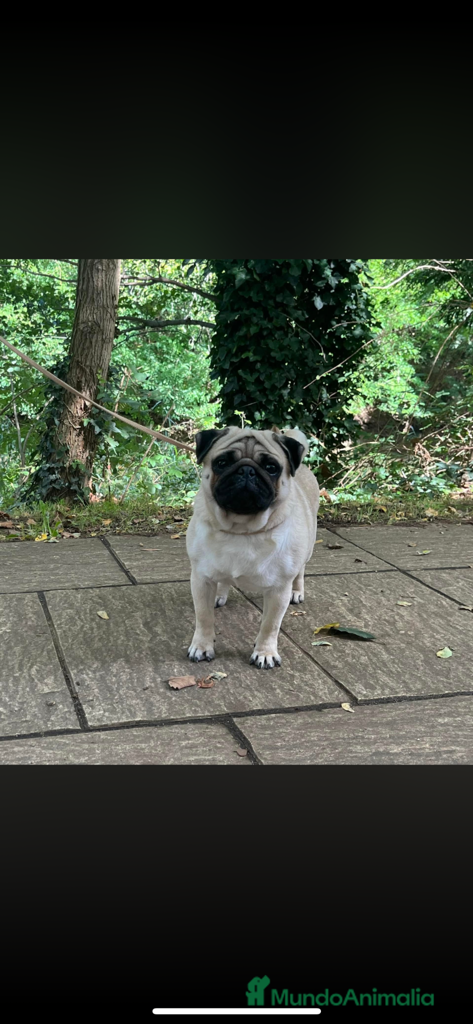 Carlino - Pug perros en venta: Preciosos Carlinos en venta - Anuncio 4