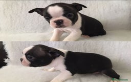 Boston Terrier perros en venta: ‼️‼️BOSTON TERRIER - Anuncio 2