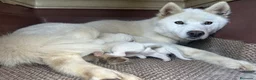Husky Siberiano perros en venta: HUSKY CACHORROS  TODA ESPAÑA  - Anuncio 2