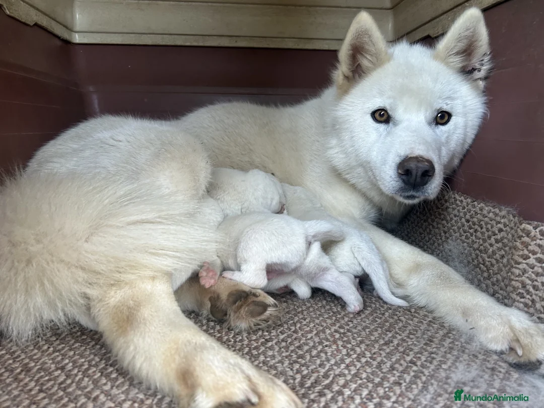 Husky Siberiano perros en venta: HUSKY CACHORROS  TODA ESPAÑA  - Anuncio 2