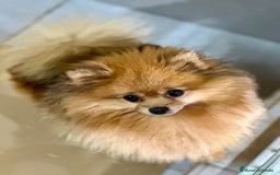 Pomerania perros en venta: POMERANIA LULU TOY - Imagen 5