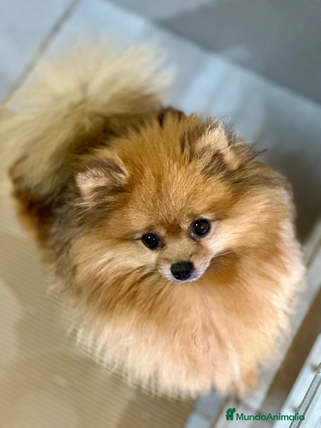 Pomerania perros en venta: POMERANIA LULU TOY - Imagen 5