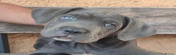 Cane Corso perros en venta: Cane corso nietos de campeones - Anuncio 3
