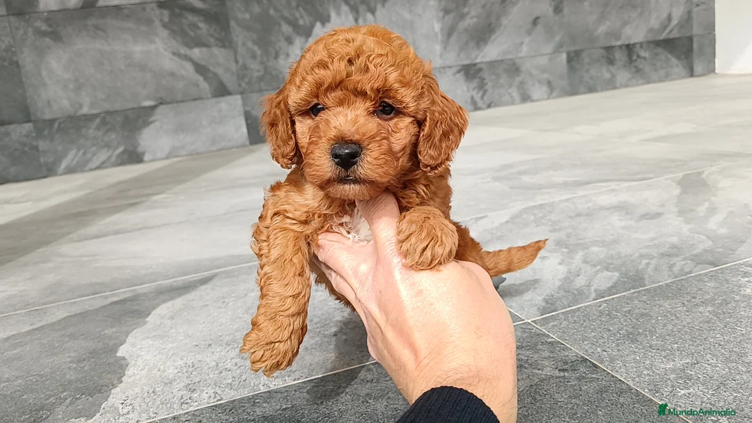 Caniche Enano perros en venta: Caniches toy / enanos  - Anuncio 1