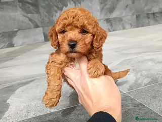 Caniche Enano perros Caniches toy / enanos - Anuncio 3