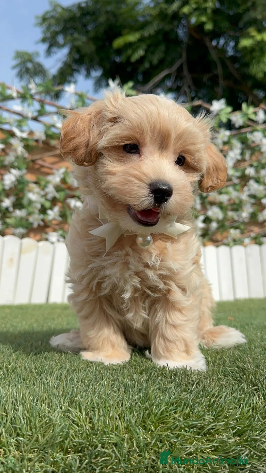 Maltipoo perros en venta: MALTIPOO  - Anuncio 2