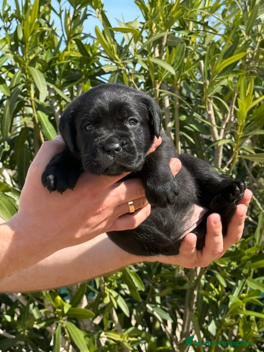 Cane Corso perros en venta: Cachorros de Cane Corso  - Anuncio 1
