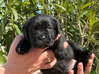 Cane Corso perros Cachorros de Cane Corso - Anuncio 2