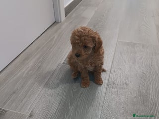 Caniche Toy perros CANICHE TOY - Anuncio 1