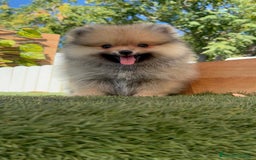 Pomerania perros en venta: POMERANIA - Imagen 16