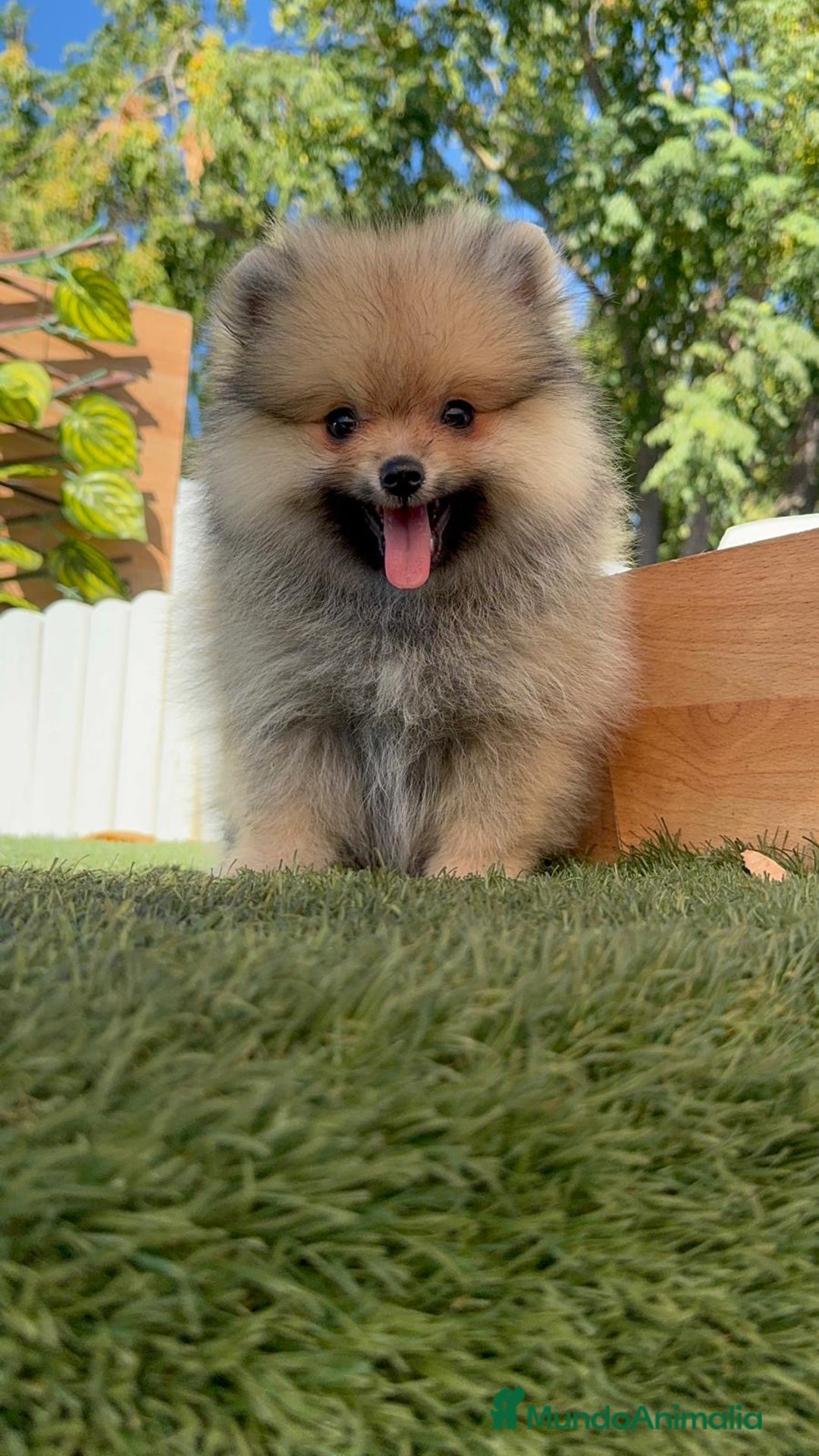Pomerania perros en venta: POMERANIA - Imagen 16