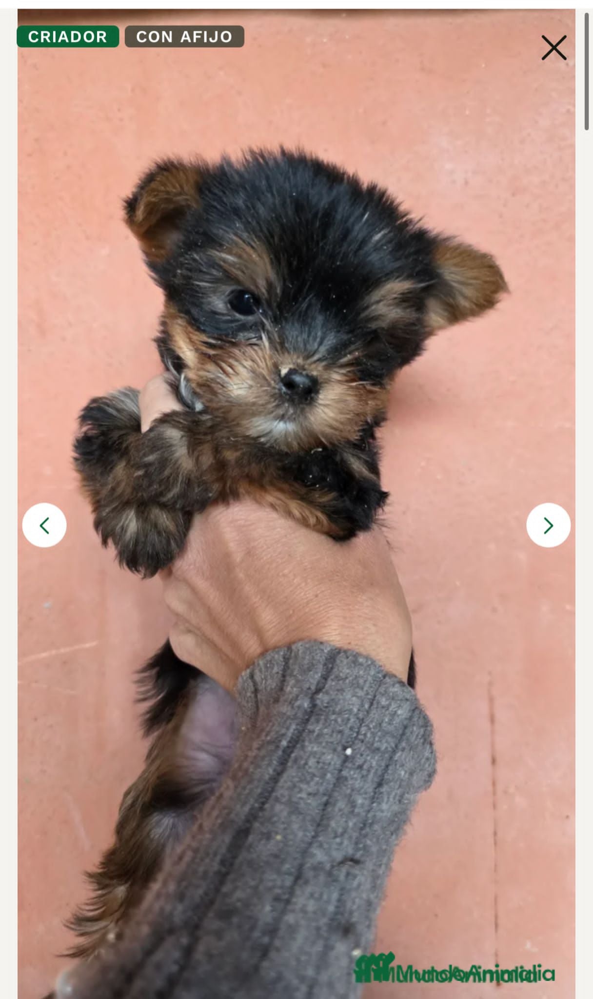 Yorkshire Terrier perros Yorkshire terrier pura raza  - Anuncio 7