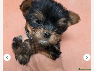 Yorkshire Terrier perros Yorkshire terrier pura raza - Anuncio 4