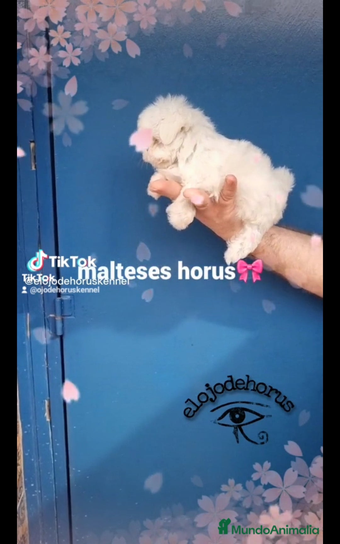 Bichón Maltés perros en venta: Coreano macho bichon maltés🩷 - Imagen 4