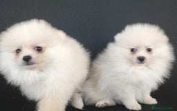 Pomerania perros en venta: POMERANIA - Anuncio 4