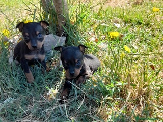 Pinscher Miniatura perros en Badajoz - Anuncio 40