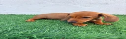Teckel Miniatura perros en venta: Teckel miniatura - Anuncio 3