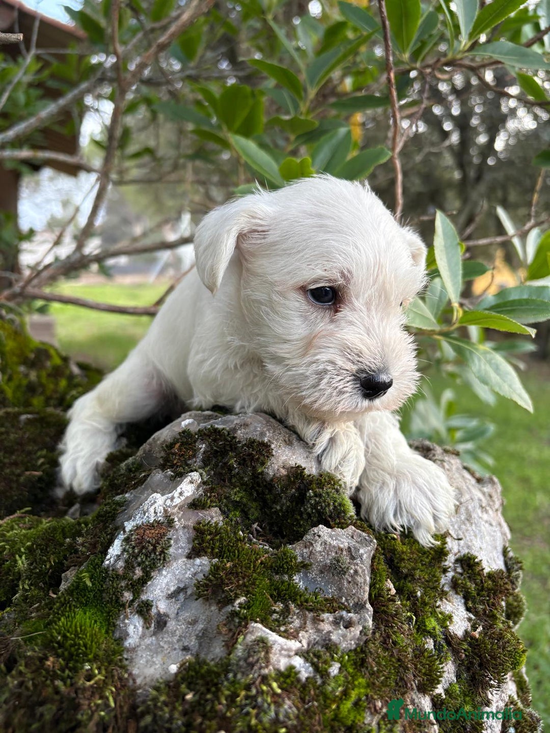 Schnauzer Miniatura perros en venta: Schnauzer blancos camada disponible  - Imagen 2