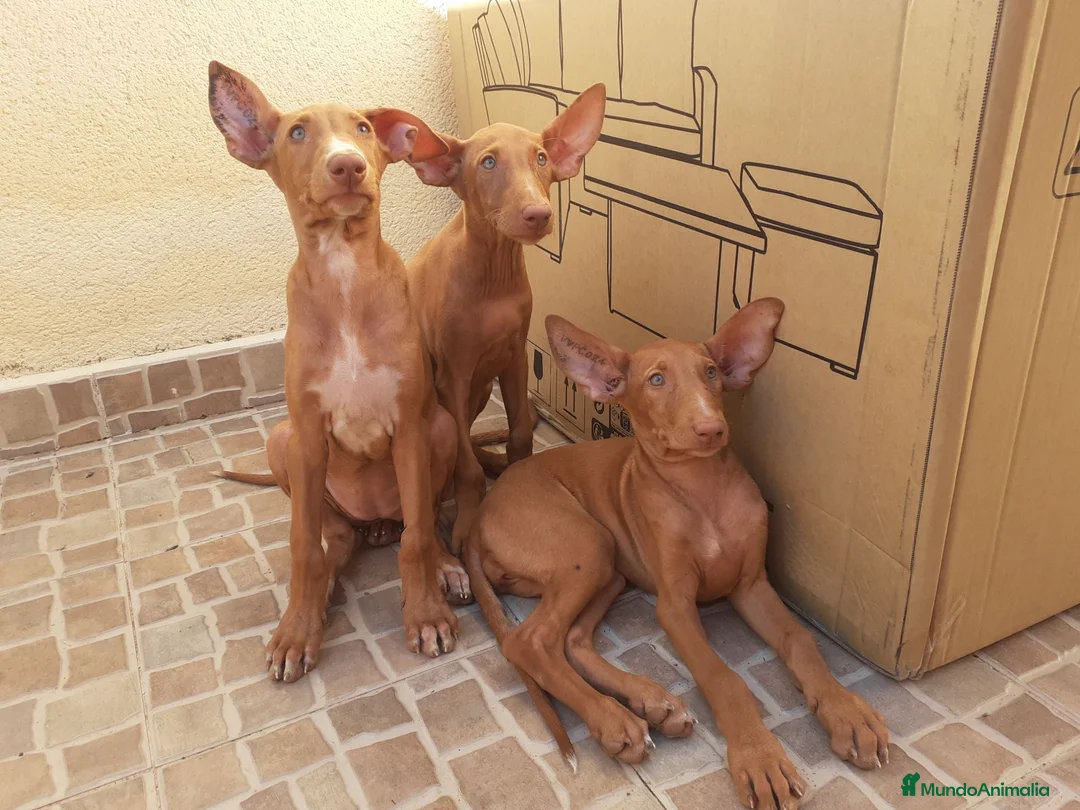 Podenco Canario perros en venta: PODENCOS CANARIOS de selección  - Anuncio 9