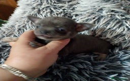 Chihuahua perros en venta: Hembra de chihuahua azul tang - Imagen 2