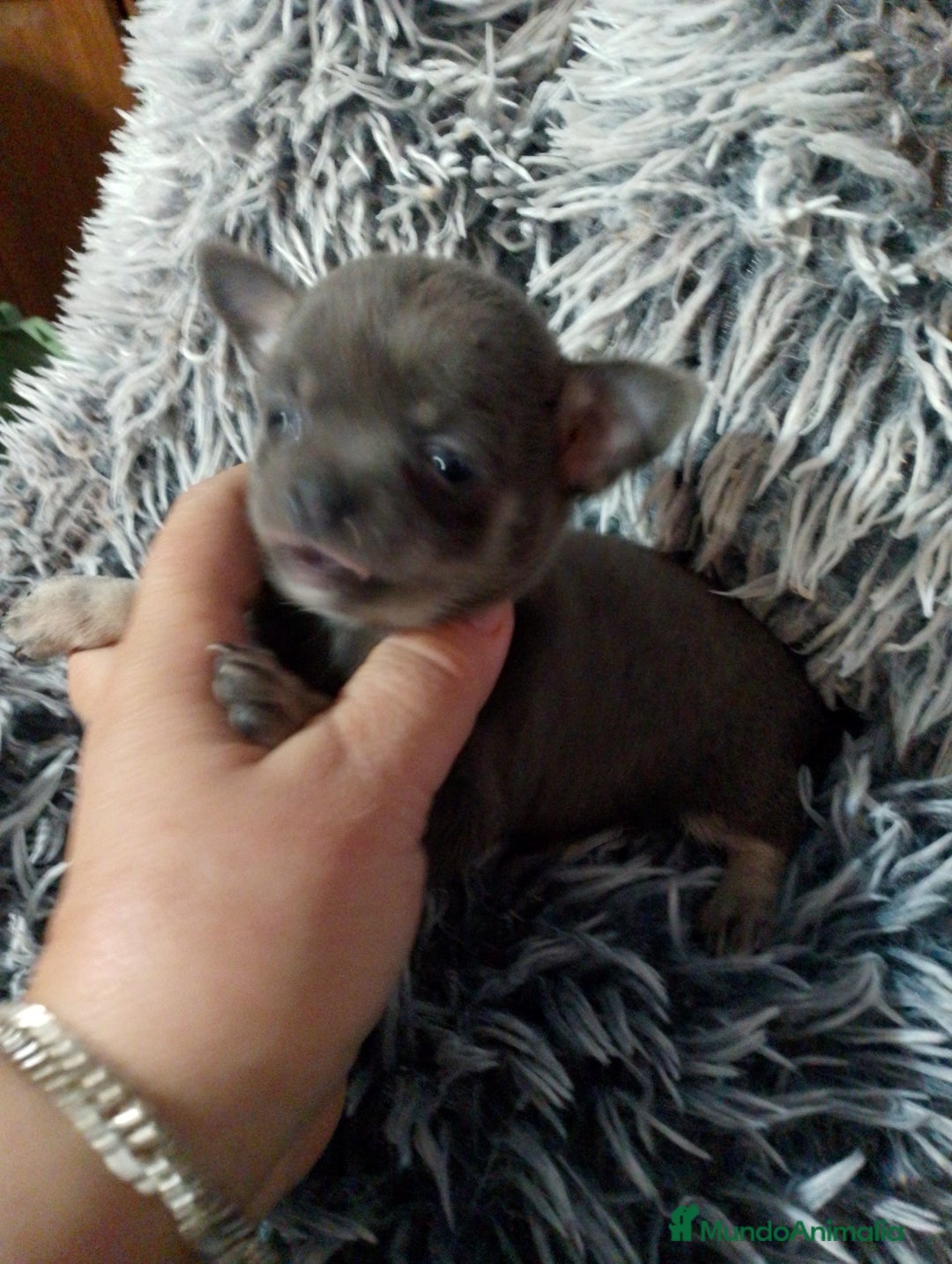 Chihuahua perros en venta: Hembra de chihuahua azul tang - Imagen 2